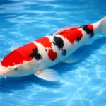 Sanke koi fish with white skin, red pattern, and black markings swimming in a clear garden pond