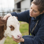 Farmer checking BVD Symptoms in cattle, including dull eyes, nasal discharge, and early signs of illness in a herd