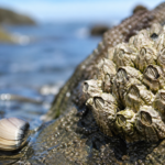 Barnacle Arthropod attached to coastal rocks with ocean water showing its crustacean habitat and marine biology features