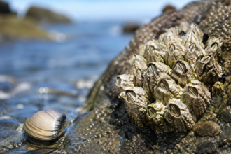 Barnacle Arthropod attached to coastal rocks with ocean water showing its crustacean habitat and marine biology features