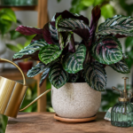 Healthy Calathea indoor plant with colorful patterned leaves in a bright modern home