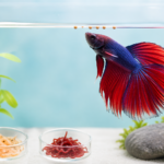 Siamese Fish Food pellets and protein-rich treats for a healthy betta fish diet